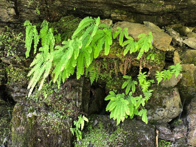 Lucious ferns at Moses Falls